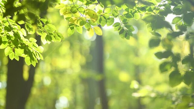 green leaves in sunlight