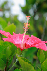 ハイビスカス