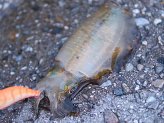 エギングで釣りあげたアオリイカ