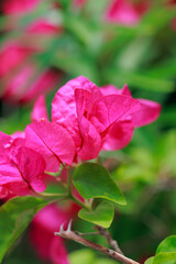 ブーゲンビリア