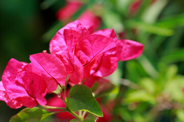 ブーゲンビリア
