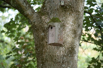 Vogelnest im großen Baum