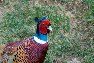 Common Pheasant (Phasianus colchicus) in park
