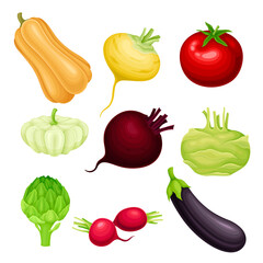 Ripe Vegetables as Healthy Raw Food Vector Set