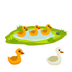 Ducks in the pond. Chicken swims in lake. Animal in wild and forest. Mother and yellow child of a bird in water. Flat cartoon.