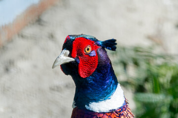 Common Pheasant (Phasianus colchicus) in park
