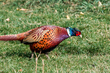 Common Pheasant (Phasianus colchicus) in park