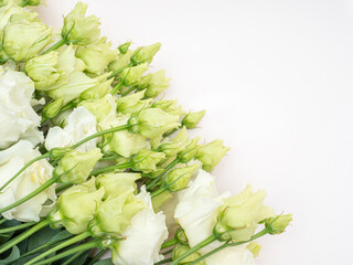 White Lisianthus on a light background, eustoma of a delicate color.