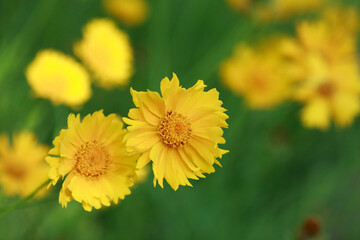 黄色の花