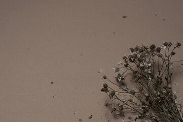 dry chamomile flowers on a light background