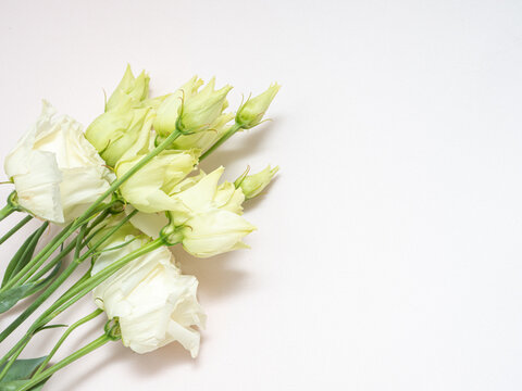 White Lisianthus on a light background, eustoma of a delicate color.