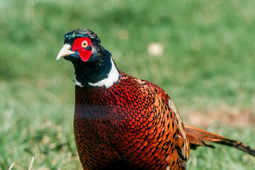 Common Pheasant (Phasianus colchicus) in park