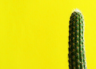 Close-up cactus on a yellow background. Home indoor plants with thorns on a yellow background. Juicy