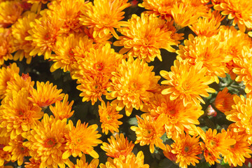 background of chrysanthemum flowers 