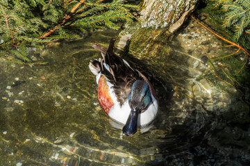 Northern Shoveler (Anas clypeata) drake in park