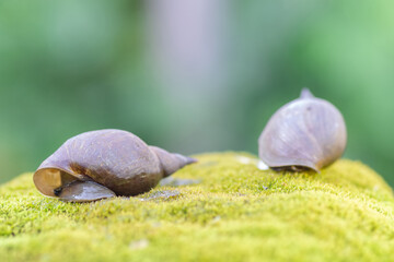 two large snails crawl on a rock