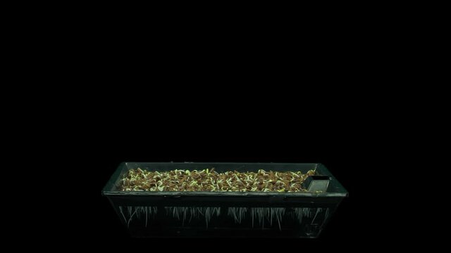 Time-lapse of germinating microgreens caraway sead 1a7 in RGB + ALPHA matte format isolated on black background, 4K
