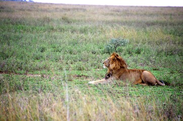 Lion in the Serengeti park in Tanzania