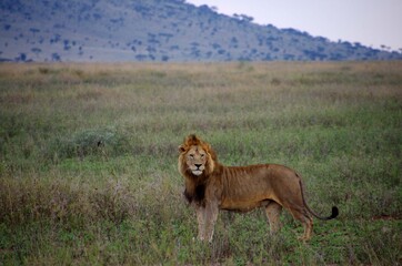 Lion in the Serengeti park in Tanzania