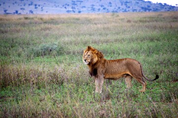 Lion in the Serengeti park in Tanzania