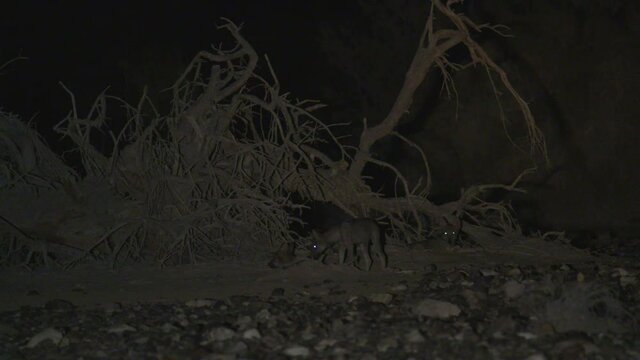 A wolf cub eats the skin of a carcass among the bushes in the desert