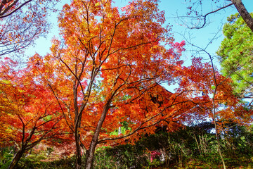 紅葉に染まった京都・嵯峨野の常寂光寺（多宝塔）