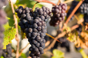 Natural background where focus is soft. Macro shot.  Autumn harvest. Grapes.