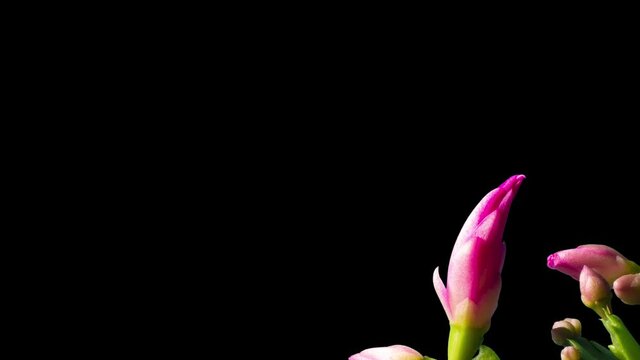 Composition of blooming pink Christmas cactuses (Schlumbergera) isolated on black background, close up