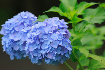 Obraz premium あじさい