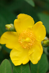 Obraz premium 黄色い花