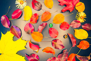 Autumn composition. Autumn leaves on the scoop table. Colorful red and yellow background. Autumn, fall, thanksgiving day concept.