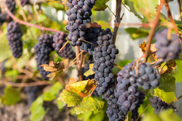 Natural background where focus is soft. Macro shot.  Autumn harvest. Grapes.
