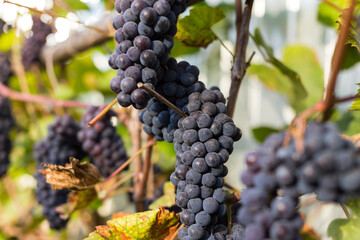 Natural background where focus is soft. Macro shot.  Autumn harvest. Grapes.
