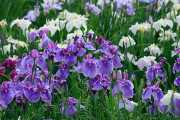 Fototapeta premium 花菖蒲