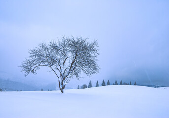 Lonely tree on a hill covered with fresh snow