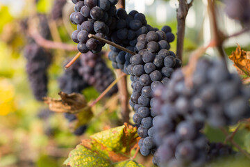 Fototapeta premium Natural background where focus is soft. Macro shot. Autumn harvest. Grapes.