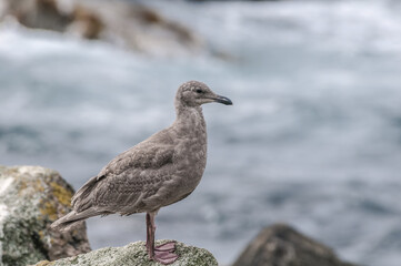 Immature Glaucous-winged Gull (Larus glaucescens) at Chowiet Island, Semidi Islands, Alaska, USA