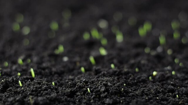 Growing Green Wheat Plant Time Lapse, Timelapse Seed Growing, Closeup nature agriculture shoot, Vegetable sprouting from the ground, Spring