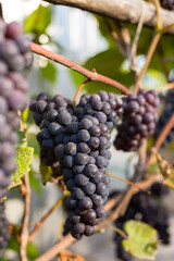 Natural background where focus is soft. Macro shot.  Autumn harvest. Grapes.