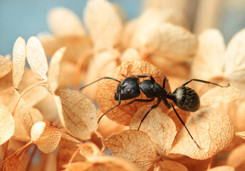 Ant on dried Hydrangea