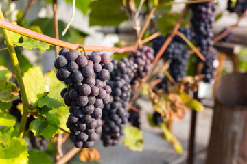 Natural background where focus is soft. Macro shot.  Autumn harvest. Grapes.