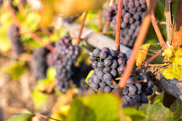 Natural background where focus is soft. Macro shot.  Autumn harvest. Grapes.
