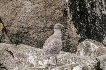 Immature Glaucous-winged Gull (Larus glaucescens) at Chowiet Island, Semidi Islands, Alaska, USA