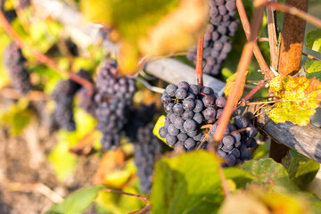 Natural background where focus is soft. Macro shot.  Autumn harvest. Grapes.