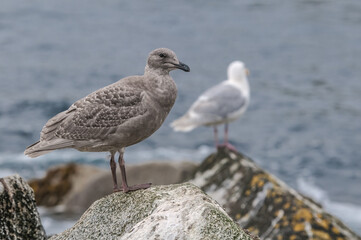 Immature and adult Glaucous-winged Gulls (Larus glaucescens) at Chowiet Island, Semidi Islands, Alaska, USA