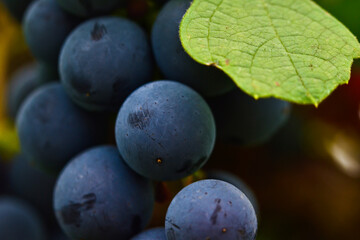 Very delicous and tasty bunch of blue and sweet grapes as a macro