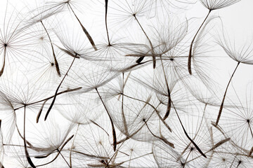 dandelion seeds over white background