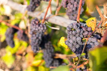 Natural background where focus is soft. Macro shot.  Autumn harvest. Grapes.