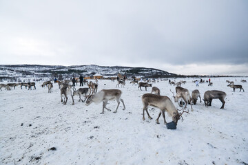 Reindeer in a winter landscape in Norway, pasture reindeer