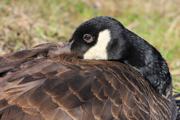 Close up of a Canadian Goose